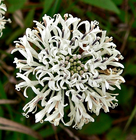 {Marshallia obovata}